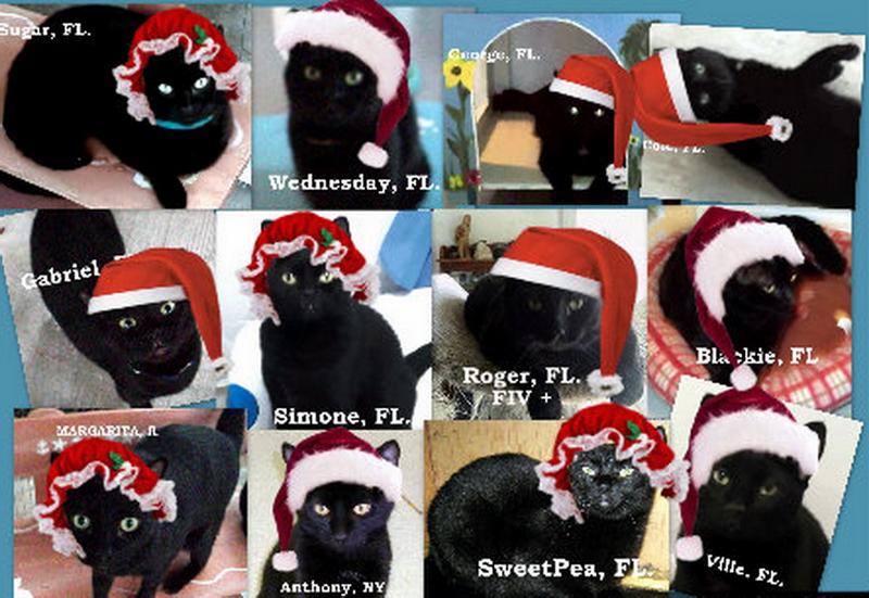 Christmas black kittes