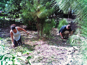 Institute for Regional Conservation work day at TAS
