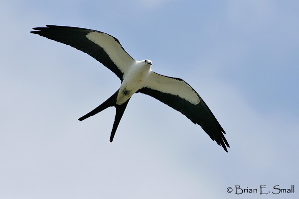 Swallow Tailed Kite