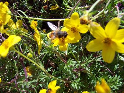 Bee and Yellow Flowers