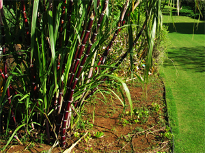 sugar cane dark stem green leaf