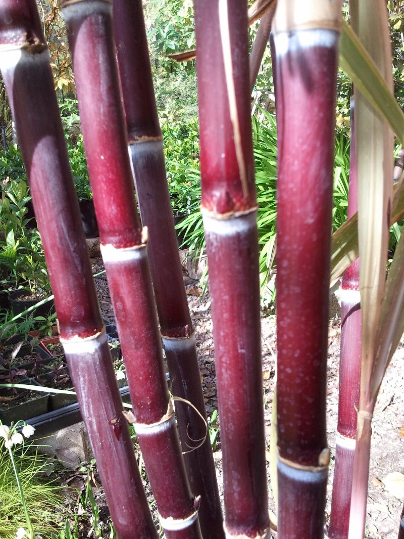 sugarcane pele's smoke cane