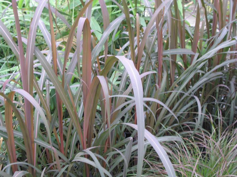 sugar cane pele's foliage