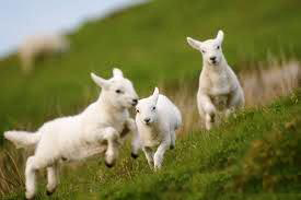 lambs 2