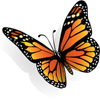 butterflyicon