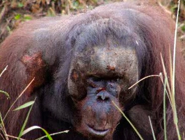 Beaten Orangutan
