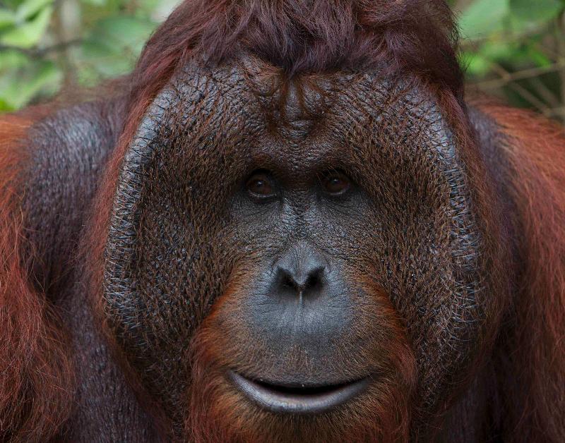 Large male orangutan