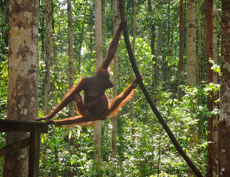 Orangutans at Camp Leakey