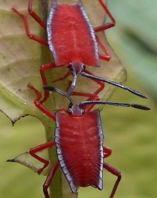 Two red insects