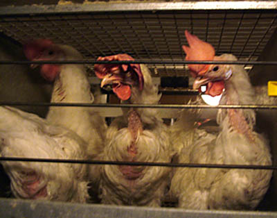 Factory farm chickens