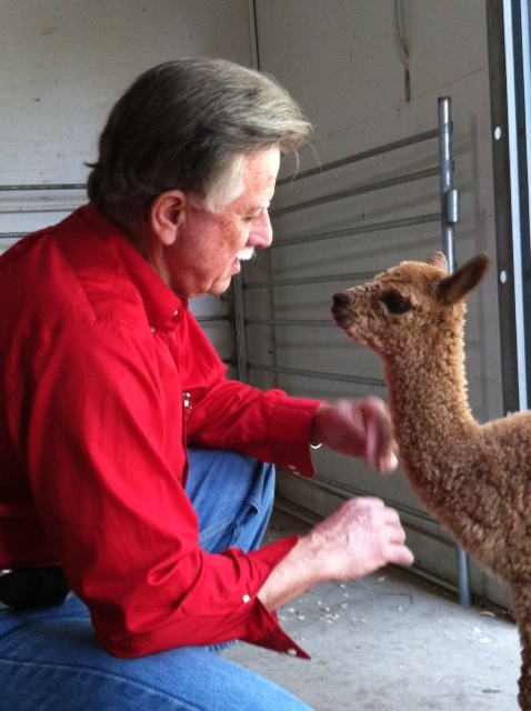 Tommy the 3-day old Alpaca conferring with Tom Aderhold about the fine points of ranching in Keystone