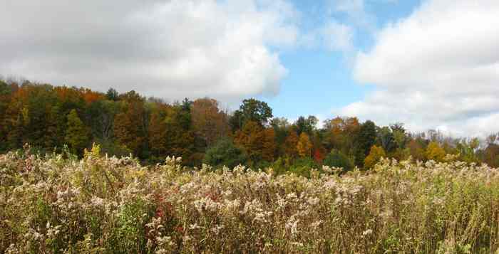 Field with Foliage