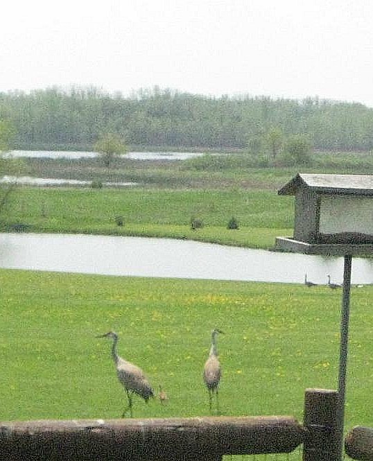 cranes at eve lees