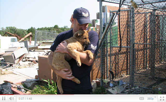 Dog rescued from destroyed shelter.