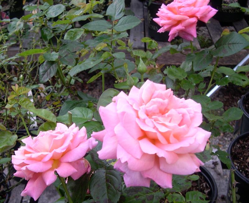 rose floribunda rose