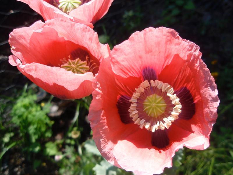 poppy opium