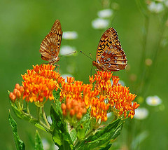 butterfly fritilallia