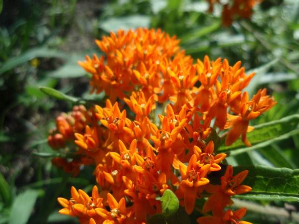 butterfly weed best 1
