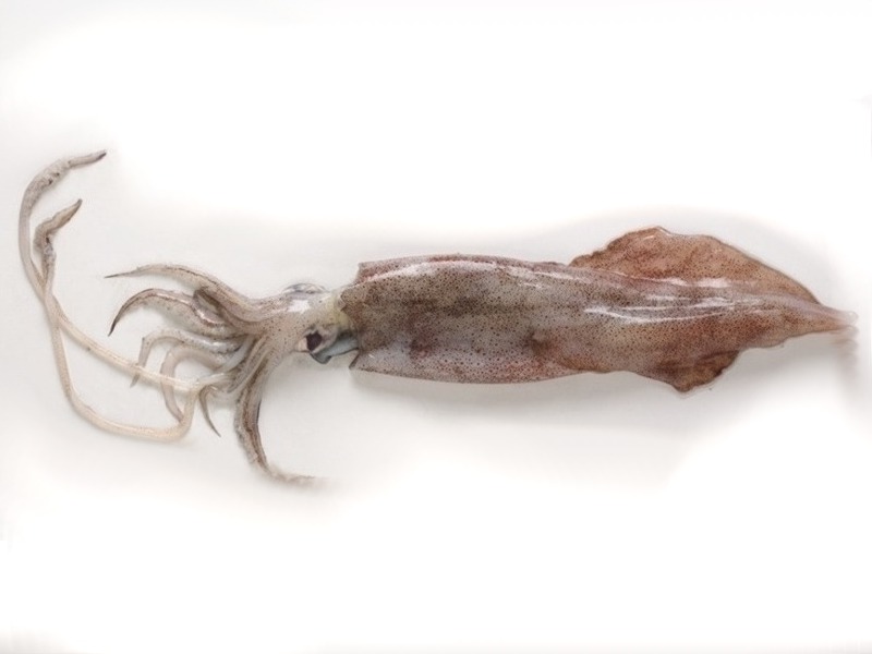 Rhode Island squid