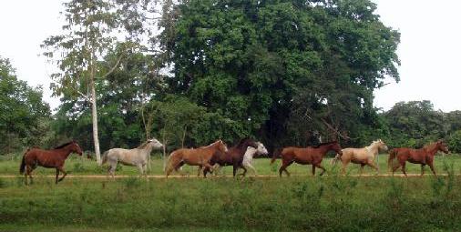 Horses roam free at Banana Bank