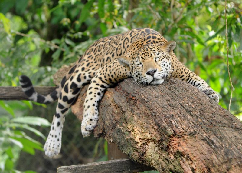 Our resident jaguar Tikatoo taking a cat-nap