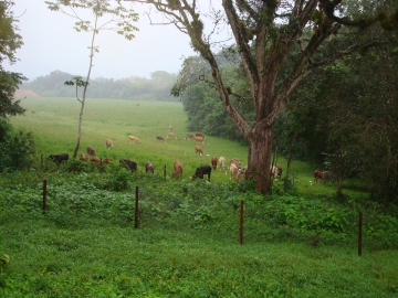 Banana Bank cattle and egrets