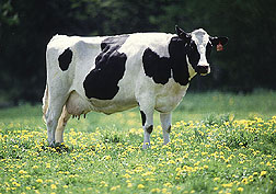 Black and White Cow (ARS)