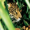 Panthera onca gracias a World Land Trust