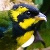 Gold-ringed Tanager