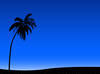 Palm Tree Blue Background