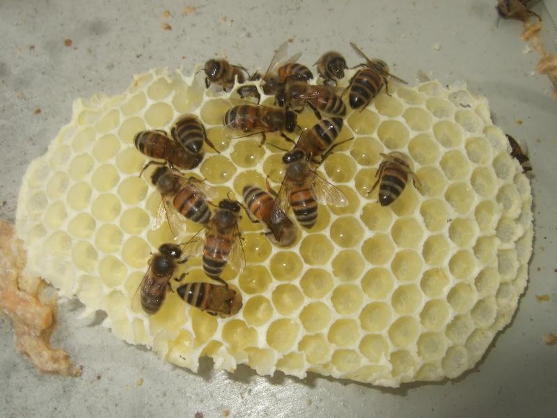 bees with honey comb