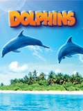 Dolphins poster