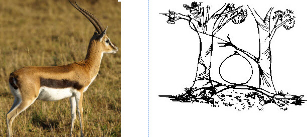 gazelle in snare