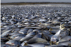 Galveston fish kill