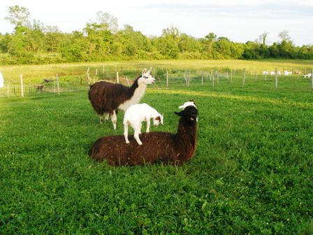 Goats and llamas
