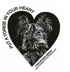 Put a Yorkie In Your Heart
