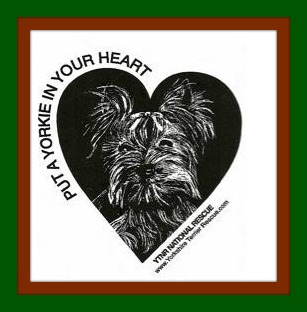 Put a Yorkie In Your Heart