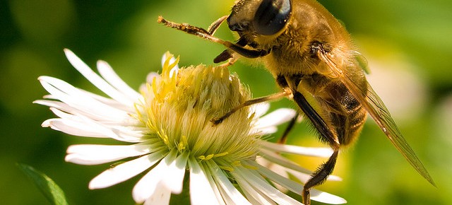 Organic Honey for health