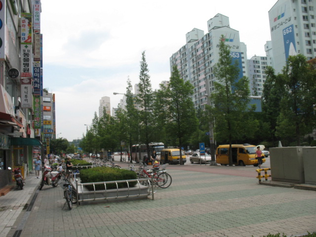 Dawn Redwood planted as street trees in Suwon