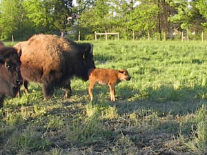 backyard bison