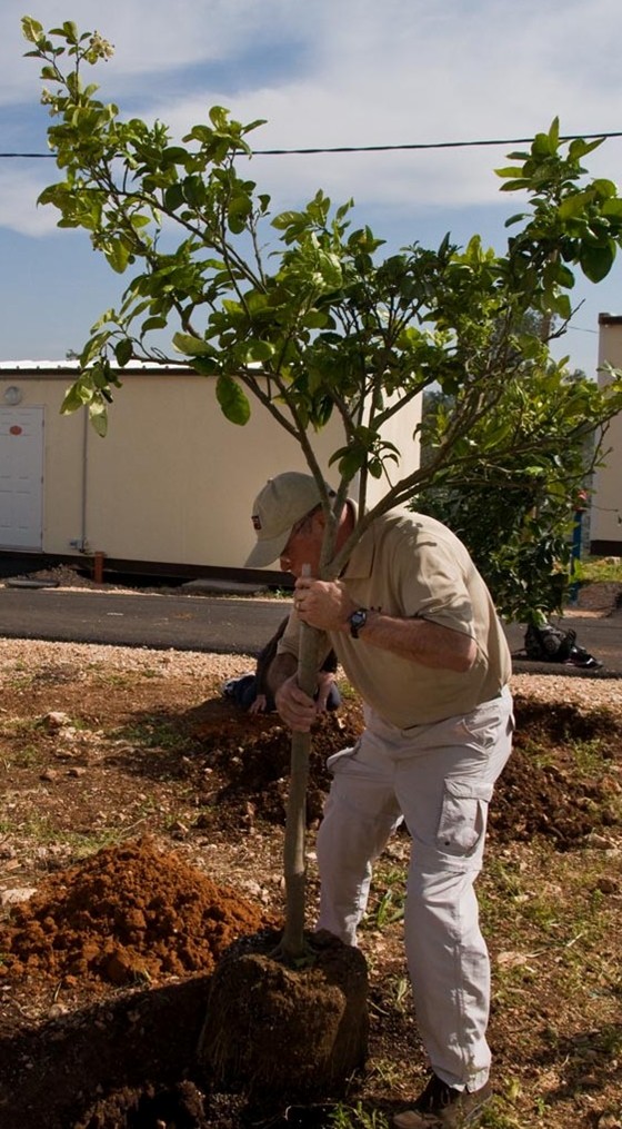 man planting tree