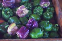 peppers in green and purple