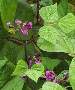 purple bean blossom