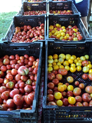 tons of tomatoes