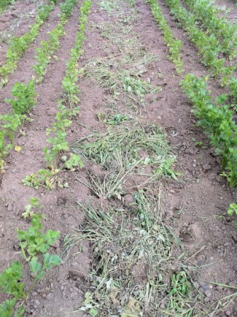 weeded row