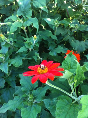 red flower and bee