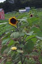 Tall Sunflowers