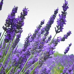 Lavender - Southern France