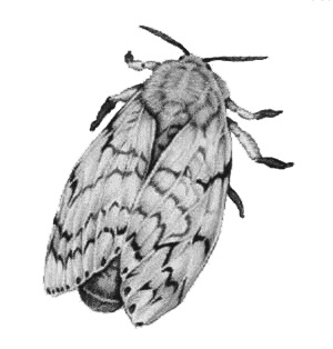 Gypsy Moth