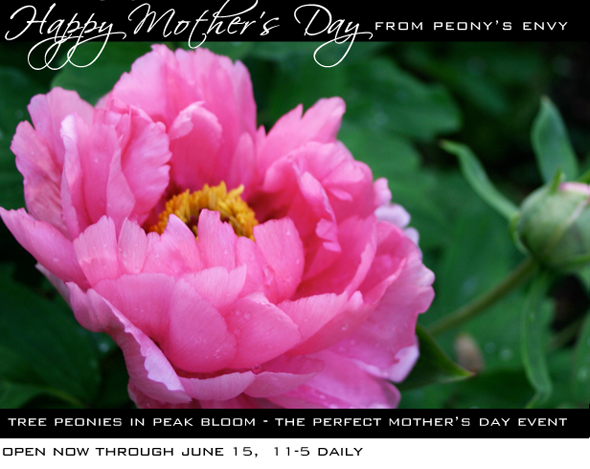 Happy Mother's Day from Peony's Envy